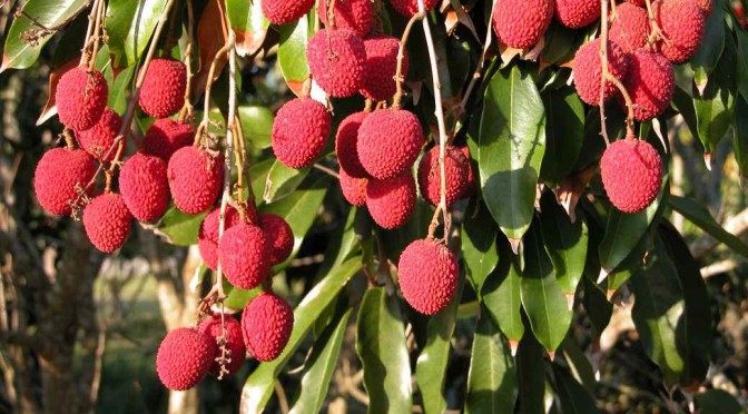 Lychee